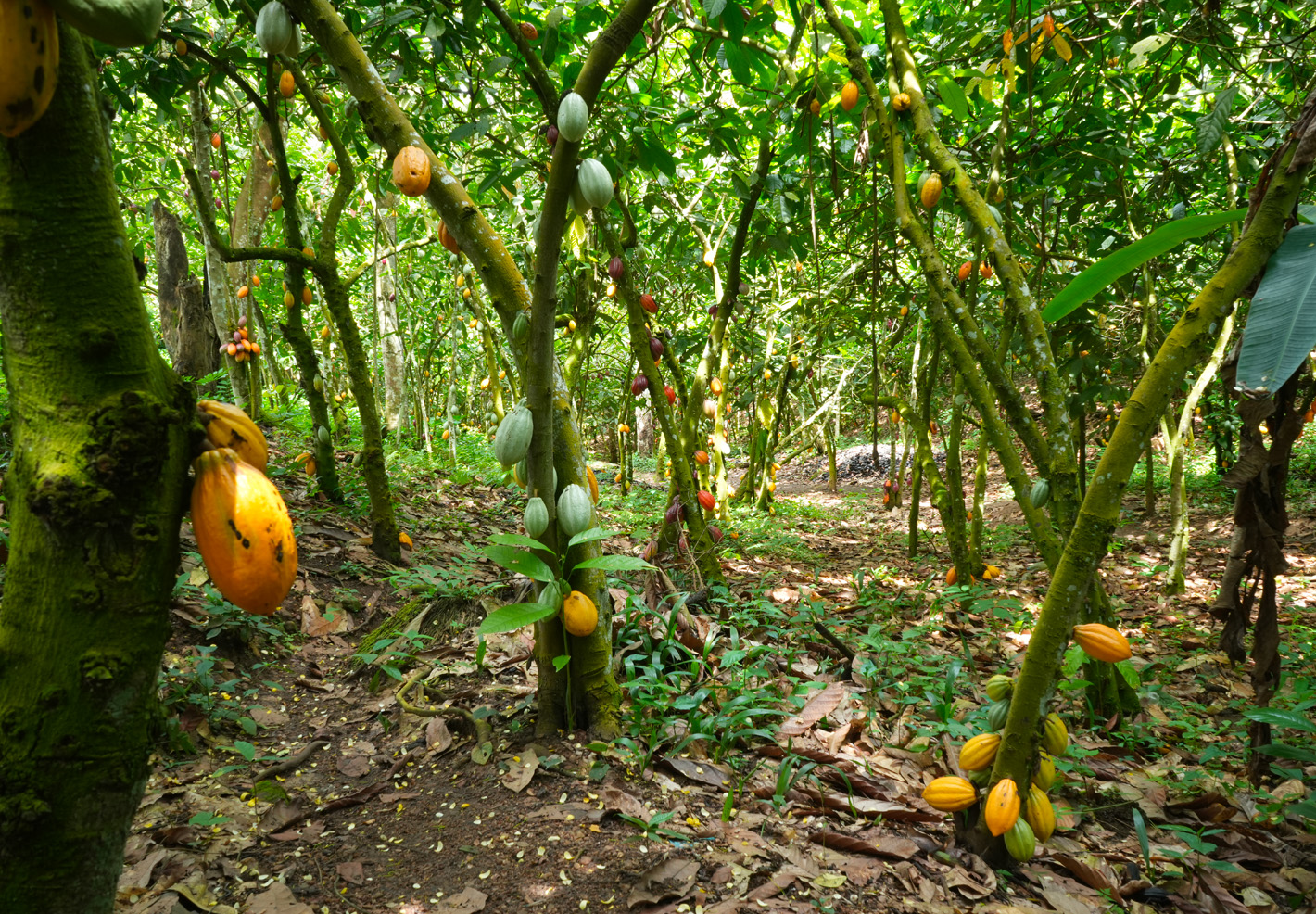 Plantation